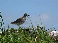 Willet in Spruwink marsh