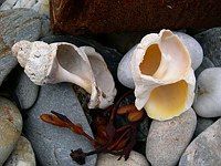 Beach Debris - Maine