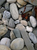Rocks and Sea Weed - Maine