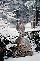 Nusse - Maine Snow Cat