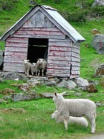 Baahhh Sheep Norway