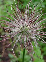 Pulsatilla Seed pod