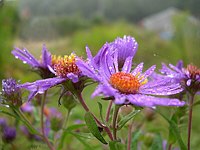 Wild Purple Aster