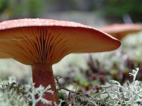 Mushroom and Reindeer Moss