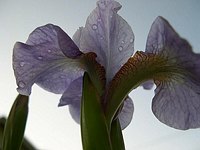 Blue Iris