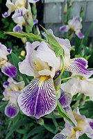 Bearded Iris and Vine Attack