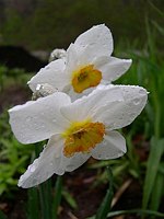 Narcissis