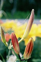 Spider Web and Lillies