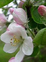 Apple Blossom