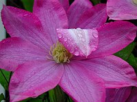 Clematis