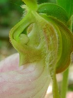 Pink Lady Slipper