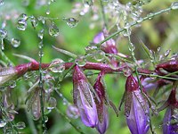 Blue Bells and Grass