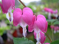 Bleeding Heart