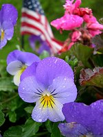 Patriotic Pansie
