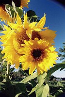 Sun Flowers