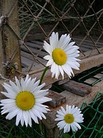 Trapped Daisies